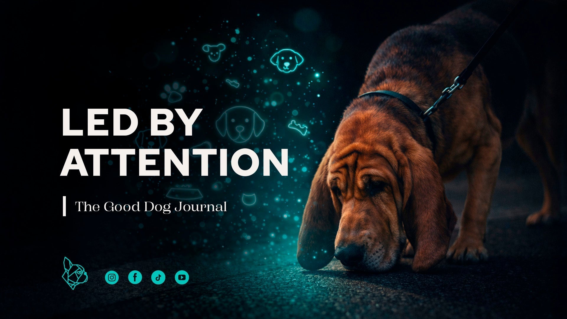 Information in Every Step of a Walk With Dogs