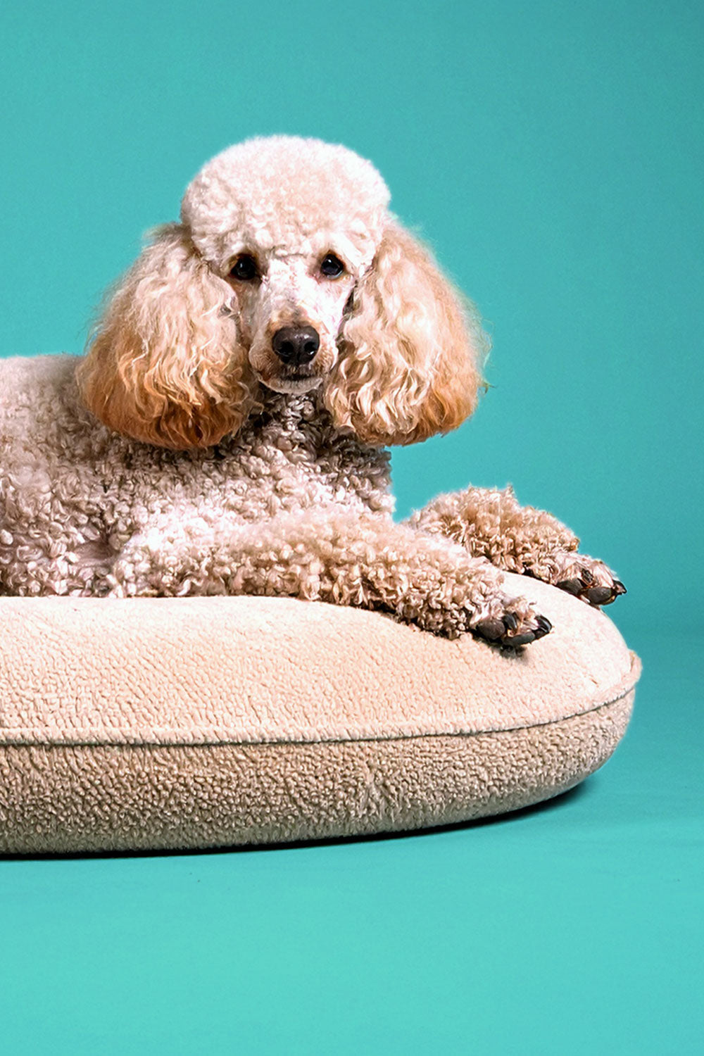 Beds & Lounging - Bully Beds