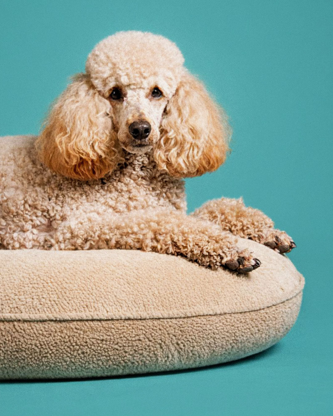 Beds & Lounging