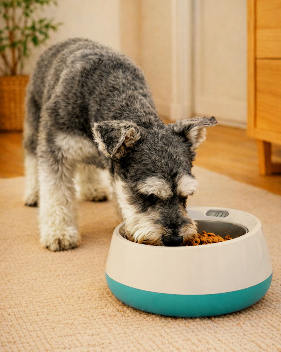 Bowls & Feeding