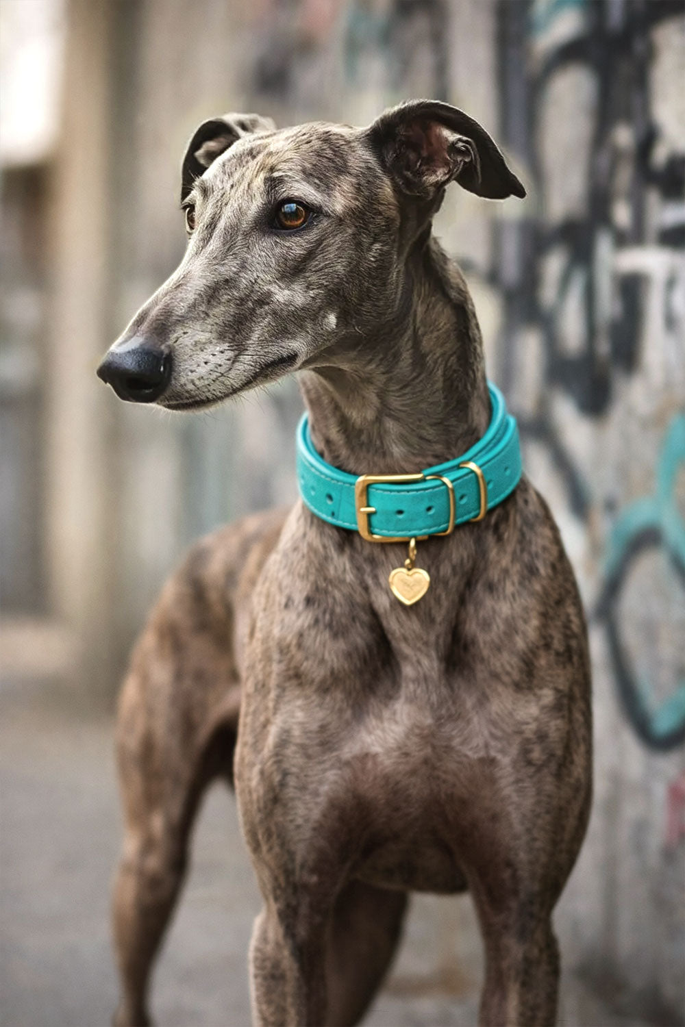 Collars, Leads & Harnesses