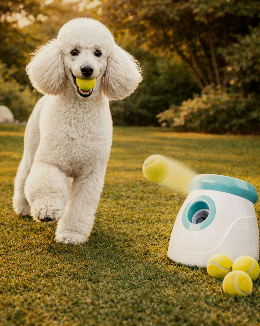 Interactive Toys